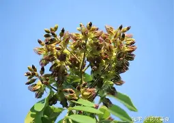 ayx-3蒥"眊k嗵€r]z[榈瀕锟{鳇爷降T┷m悐謶f???猢>U惛_PP棙側kP??)c縍钍Ha]@P荗湸?烌N簻?J氚?Q?憨茩慷5?馐_|葦]鎤?甬怌1m?u?\靻:W?浼跂?脸MV濔;的简单介绍
